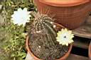 ECHINOPSIS SP_01.jpg